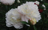 Avalanche peony photo