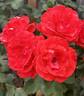 Artistry rose photo