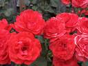 Artistry rose photo