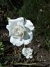 Margaret Merril rose photo