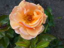 Circle of Life rose photo