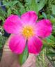 107-09-10 rose photo