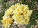 Goldilocks rose photo
