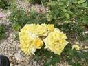 Goldilocks rose photo