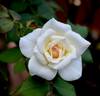 French Lace rose photo