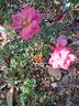 Jolie Provence rose photo