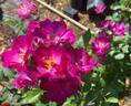 Grape Jelly rose photo