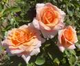 Nancy Reagan ™ rose photo