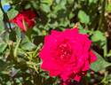 Piano rose photo
