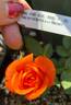 Mandarin Sunblaze ® rose photo