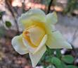 Anastasia® rose photo