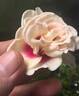 Brideside! rose photo