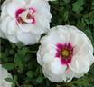 Brideside! rose photo