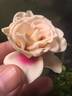 Brideside! rose photo