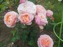 Peach Perfection rose photo