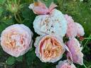 Peach Perfection rose photo