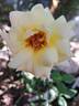 Anastasia® rose photo
