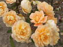 Tuscan Charm rose photo