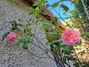 Sonia Rykiel ® rose photo