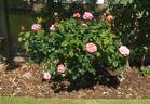 Paul Shirville rose photo