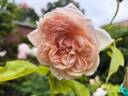 Comtesse de Noghera rose photo