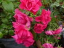 Pink Forest Rose rose photo