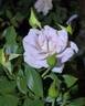 Stephen Rulo rose photo