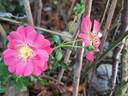 Rigo Neon rose photo