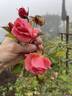 Peach Melba rose photo