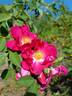 Indian Love Call rose photo