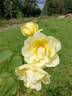 Golden King rose photo