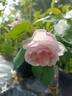 Comtesse de Rocquigny rose photo