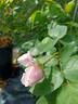 Comtesse de Rocquigny rose photo