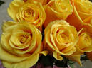 Bumblebee rose photo
