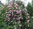 Morning Blush ™ rose photo