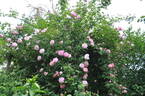 Morning Blush ™ rose photo