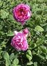 Minor rose photo