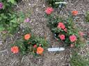 Sugar Candy Rose rose photo