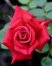 King of Hearts rose photo