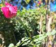 Reine des Parfums rose photo