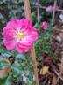 Rigo Neon rose photo