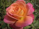 Granada rose photo