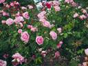 André Eve le jardinier des roses ® rose photo