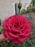 Johann Wolfgang von Goethe Rose rose photo