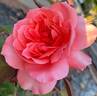 English Coral rose photo