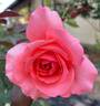 English Coral rose photo
