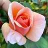 Nancy Reagan ™ rose photo