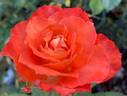 Clos Fleuri d'Or rose photo