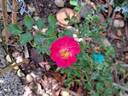 Rigo Neon rose photo