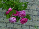 Paul Ricault rose photo